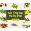 image:imageClick amp Grow Smart Garden 3 Indoor Herb Garden Kit with Grow Light Sage  Easier than a hydroponic growing system Patented Smart Soil Includes 3 basil pods Choose from 50 plant varietiesSage green