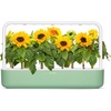 image:imageClick and Grow Mini Sunflower Plant Pod 3 Pack