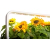 image:imageClick and Grow Mini Sunflower Plant Pod 3 Pack