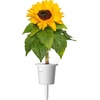 image:imageClick and Grow Mini Sunflower Plant Pod 3 Pack
