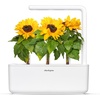 image:imageClick and Grow Mini Sunflower Plant Pod 3 Pack