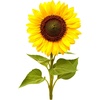 image:imageClick and Grow Mini Sunflower Plant Pod 3 Pack