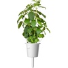 image:imageClick and Grow Holy Basil 3Pack Plant Pods for Smart GardenGrow Fresh Greens at Home All Year Round3pack