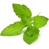 image:imageClick and Grow Holy Basil 3Pack Plant Pods for Smart GardenGrow Fresh Greens at Home All Year Round3pack