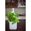 image:imageClick and Grow Holy Basil 3Pack Plant Pods for Smart GardenGrow Fresh Greens at Home All Year Round3pack