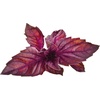 image:imageClick and Grow Smart Garden Red Basil Plant Pods 3Pack3pack