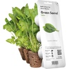 image:imageClick and Grow Smart Garden Green Sorrel Plant Pods 3Pack3pack