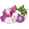 image:imageClick and Grow Smart Garden Petunia Plant Pods 3Pack